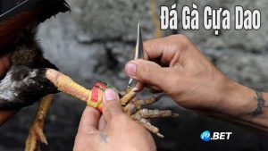 Tìm hiểu về đá gà cựa dao